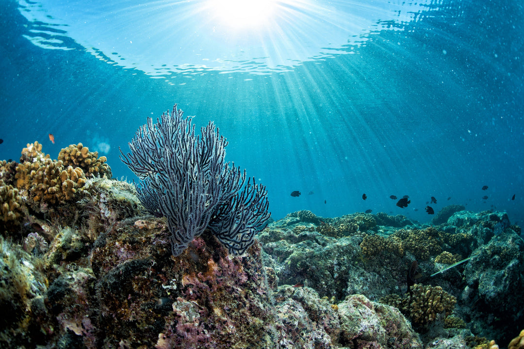 Reef Safe | O Protetor que Não Mata o Mar - Soul Sun® | Natural Protection