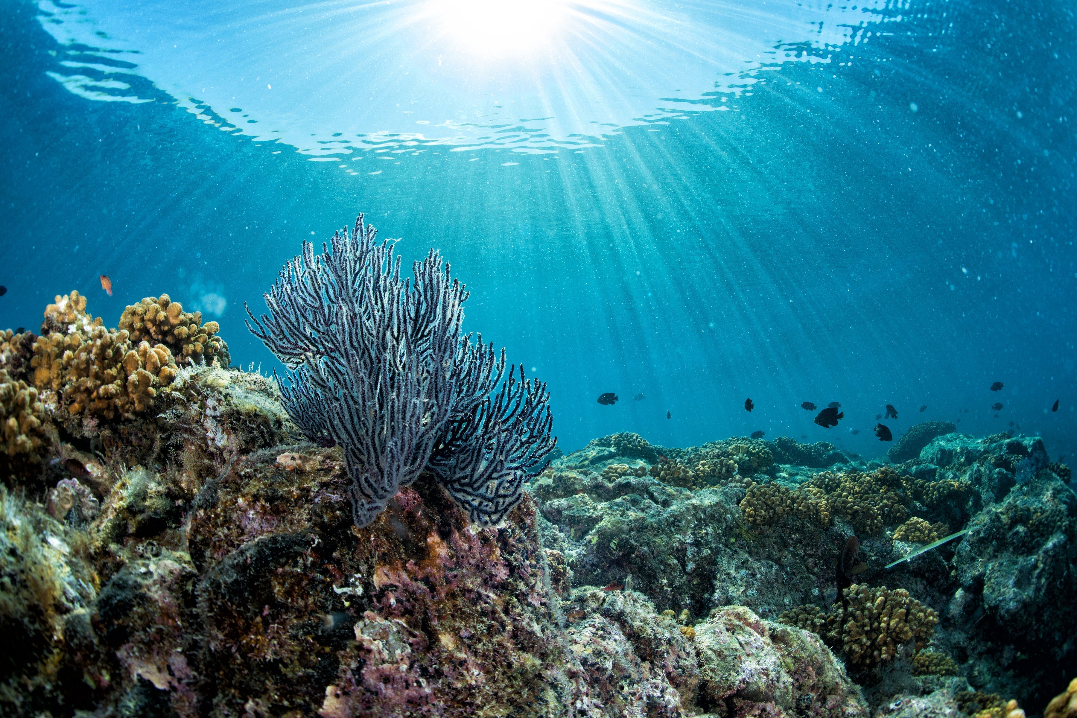 Reef Safe | O Protetor que Não Mata o Mar - Soul Sun® | Natural Protection